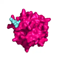 Pymol image of the mannose receptor N-terminal cystein-rich domain bound to its sulphated N-Acetylgalactosamine ligand. The sulphated ligand fits snugly into a pocket on the surface of the cysteine-rich domain