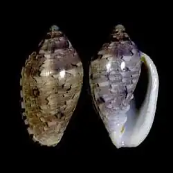 Marginella rosea Gansbaai, S. Africa