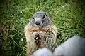 Alpine marmot, Marmota marmota (Linnaeus, 1758), eating a small flower.