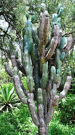 Myrtillocactus geometrizans in UNAM Botanical Garden, Mexico City