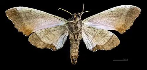 Female M. g. echephron, underside