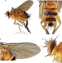 Maurhinophora indoceanica