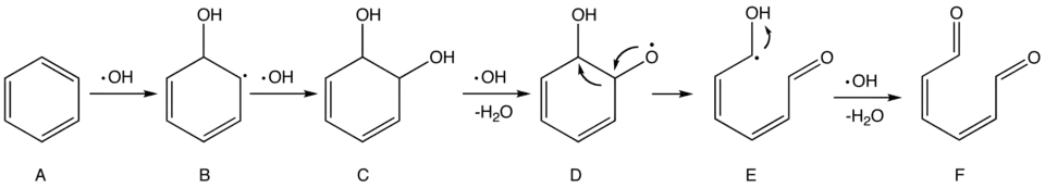 Proposed mechanism of the oxidation of benzene by hydroxyl radicals