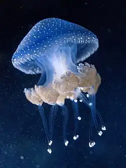 At 49&nbsp;mm, f/3.5