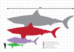 At the top of the picture is a line representing twenty meters. Below this is a gray megalodon silhouette that measures twenty meters, below is a red megalodon silhouette that measures fifteen meters, below is a violet whale shark silhouette that measures ten meters, below is a green great white shark that measures five meters. Standing next to this shark is a black human silhouette that stands two meters.