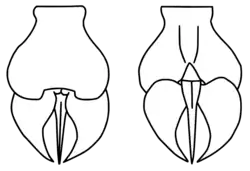 Reconstruction of the telson of Megalograptus ohioensis