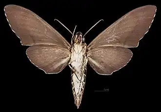 Meganoton rubescens thielei ♂ △