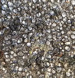 Melanaspis tenebricosa, red maple scale, New York