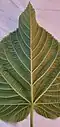 Leaf underside