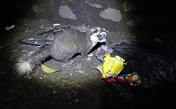 Black and white mustelid