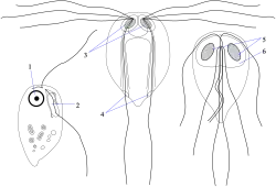 Retortamonas sp., left (Metamonada: Fornicata: Retortamonadida)