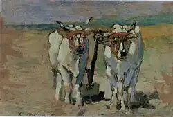 White Oxen