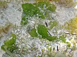 Microdictyon marinum on shallow, aragonitic sandy seafloor just offshore from Sand Dollar Beach & just south of Rocky Point, northwestern San Salvador Island, eastern Bahamas