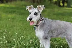 A Miniature Schnauzer kept as a pet with natural ears, freshly groomed (clipped) for hot weather