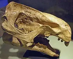 Moeritherium, a basal proboscidean