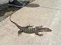 Monitor lizard (Varanus sp.;hawo in the Visayan languages)