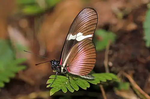 H. c. montanus Mount Totumas cloud forest, Panama