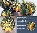 Moon cactus G. mihanovichii var. Fortie