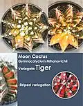 Moon cactus G. mihanovichii var. Tiger