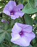 Cairo morning glory (Ipomoea cairica)