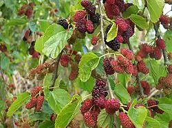 Mulberries