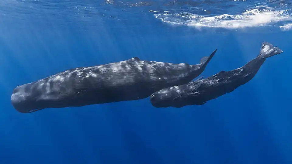 A mother sperm whale and her calf in the Indian Ocean off the coast of Mauritius