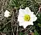 Mountain Avens