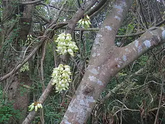Mucuna birdwoodiana
