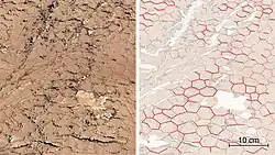 Mudcracks as seen by Curiosity in Gale. Shapes imply that water saturated the area and dried out many times; hence, the existence of water was not just a one-time, short-lived event.