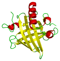 A ribbon diagram of a mouse major urinary protein, containing eight beta sheets and four alpha helices.