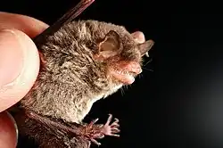 Brown bat