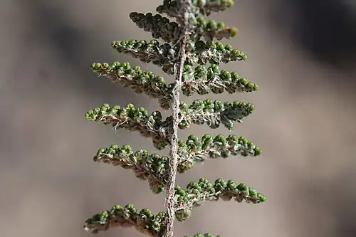 The underside of a fern frond divided into small segments; many narrow, pale scales cover the underside and conceal the brown color of the leaf axes