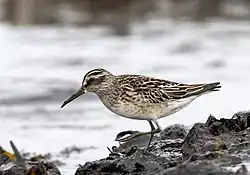 Broad-billed sandpiper, Ottenby, Öland