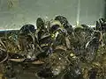 Live blue mussels