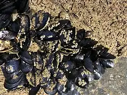 A collection of mussels in the middle of the image, out of the water, with lots of barnacles on them