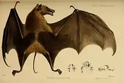 Drawing of brown bat