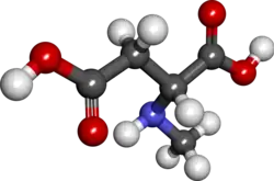 Ball and stick model of N-methyl-D-aspartic acid