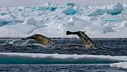 Photo depicting narwhal tail flukes, which are broad, flat, and horizontal in shape.