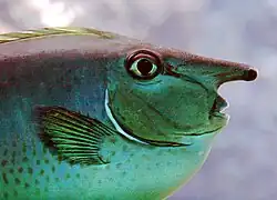 At the Schönbrunn Zoo