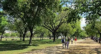 Rows of American elm trees lining the sides of a path traversing the length of the National Mall in Washington, D.C. (April 2010)