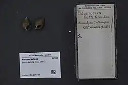 Picture of two elimia bellula shells