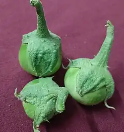 Nayagarh Kanteimundi brinjal - close-up view