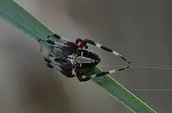 Female in Fernandina Beach, FL