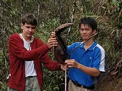 The 41&nbsp;cm (16&nbsp;in) pitcher found on The Sabah Society's March 2011 trip to Mesilau
