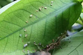 Leaf holding the nest showing "rivets"