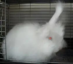Japanese Angora (August 2009)