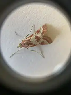 A moth sigh a red and white pattern.