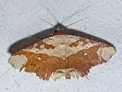 Tropidtamba lepraota