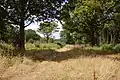 Woodland on the North Downs at the Hucking Estate