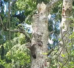 An adult feeding a juvenile at a nest cavity entrance